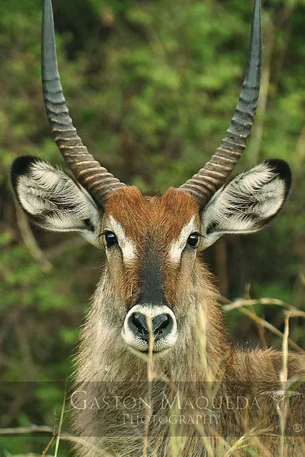 El Serengeti a través de mi Camara (Propio) El Serengeti a través de mi Camara (Propio)