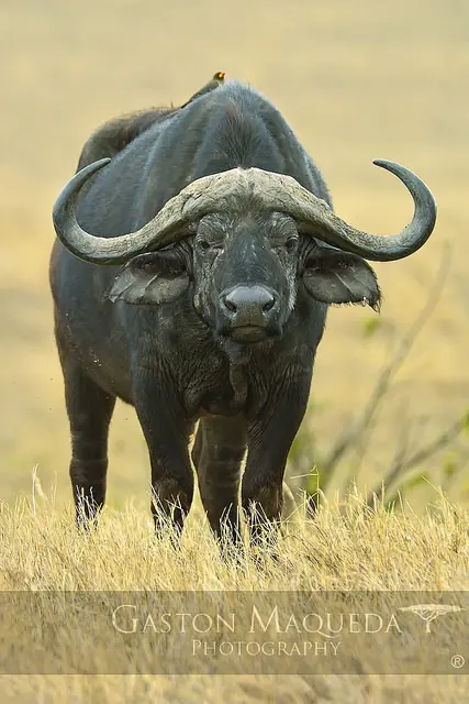 Animales Animales