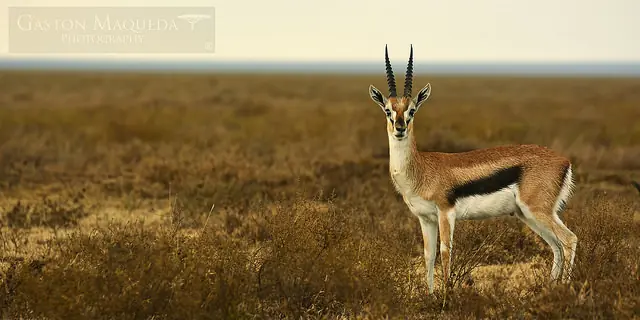 Animales Animales