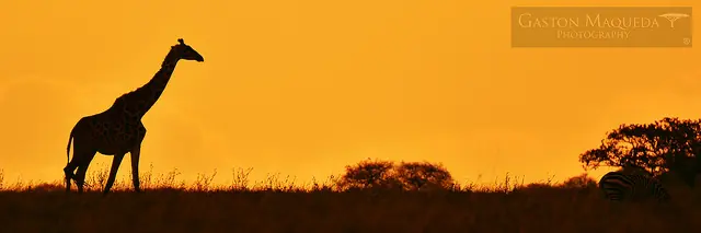 serengeti