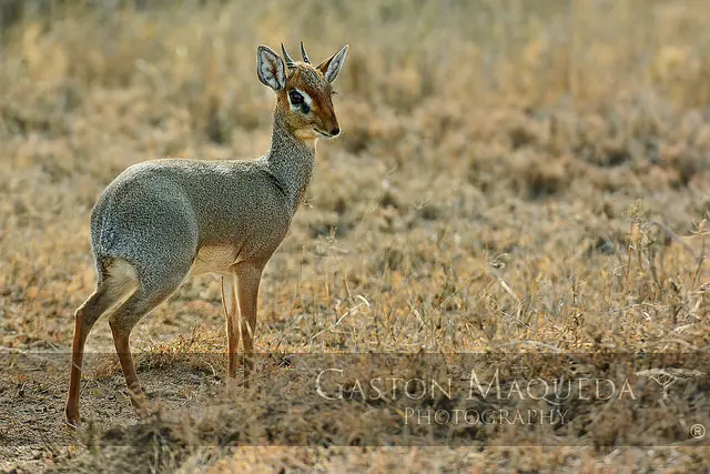 Animales