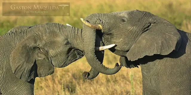 tanzania