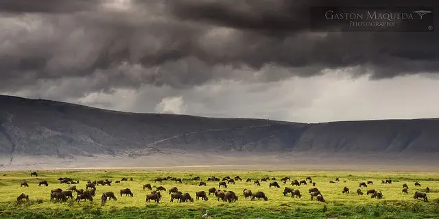 africa
