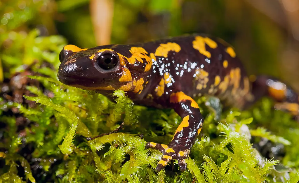 La Salamandra Común en Peligro