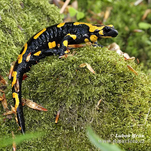 salamandra