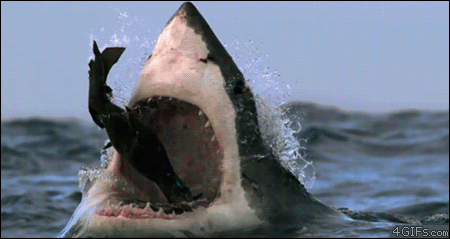 tiburones