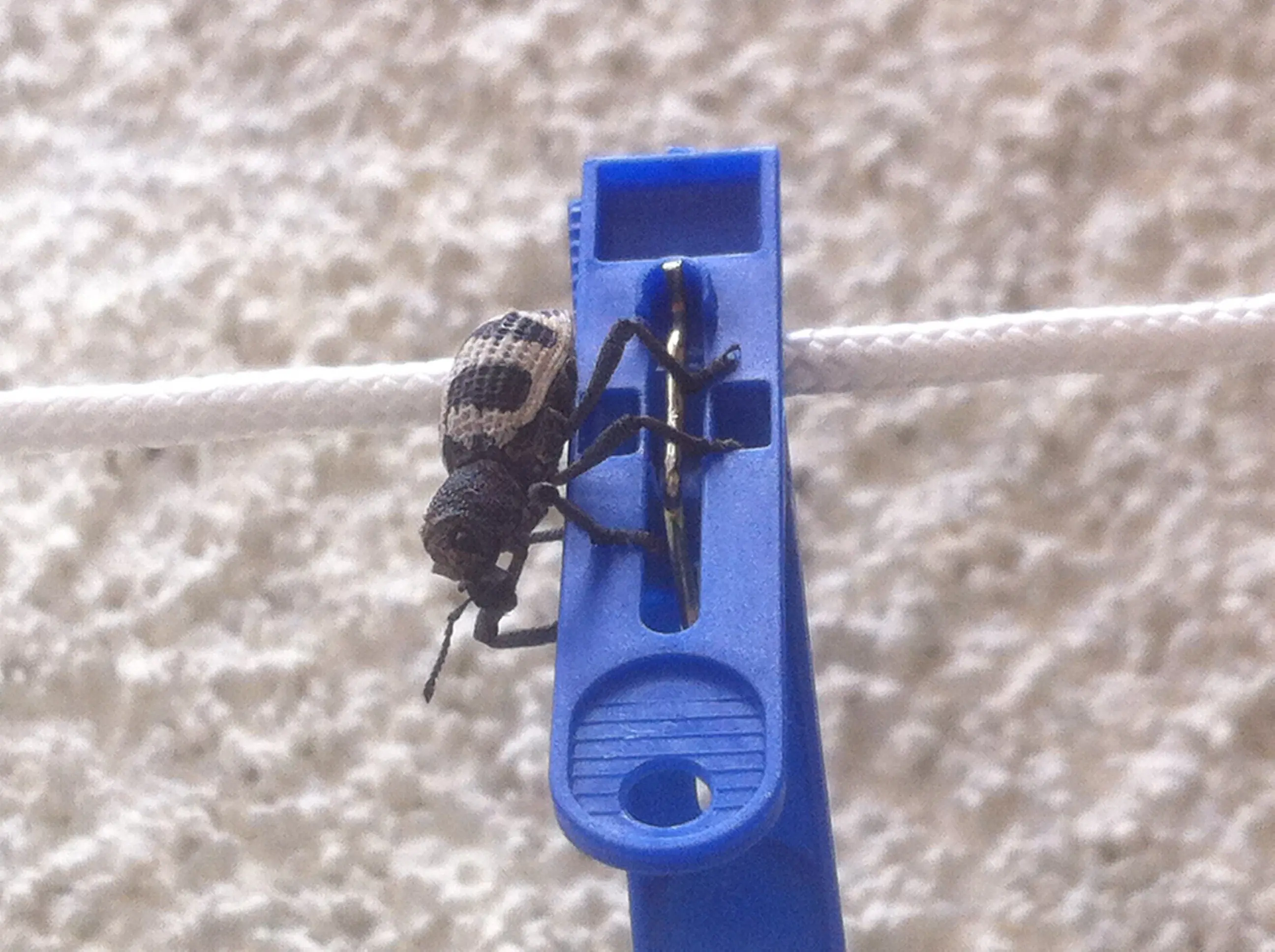 Encontre un bicho raro y te lo muestro