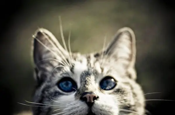 Las razas de gatos más extrañas