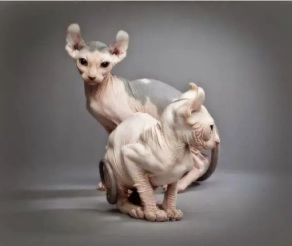 Las razas de gatos más extrañas