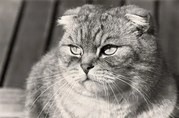 gato