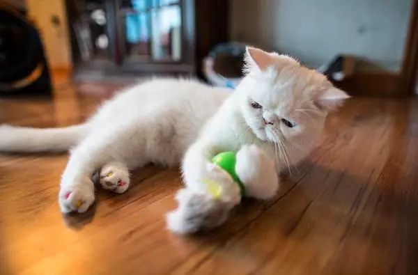 Las razas de gatos más extrañas