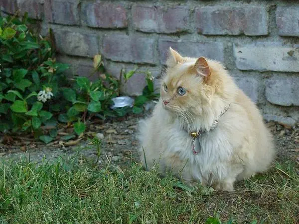 gato