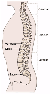 Columna Vertebral Y Sus Problemas.