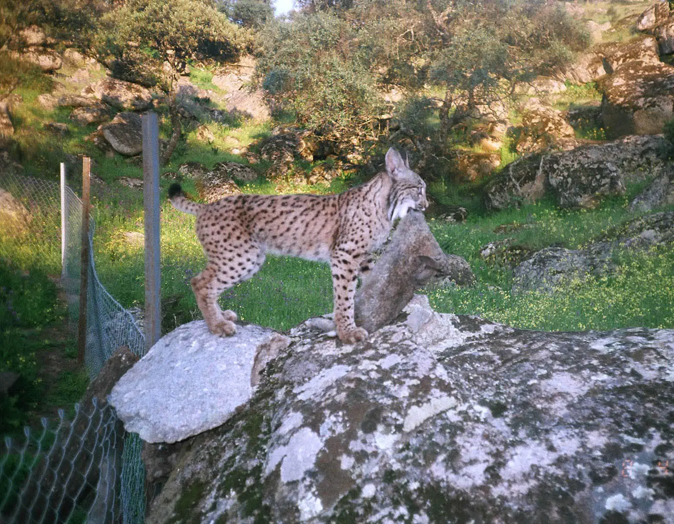 animales en extincion