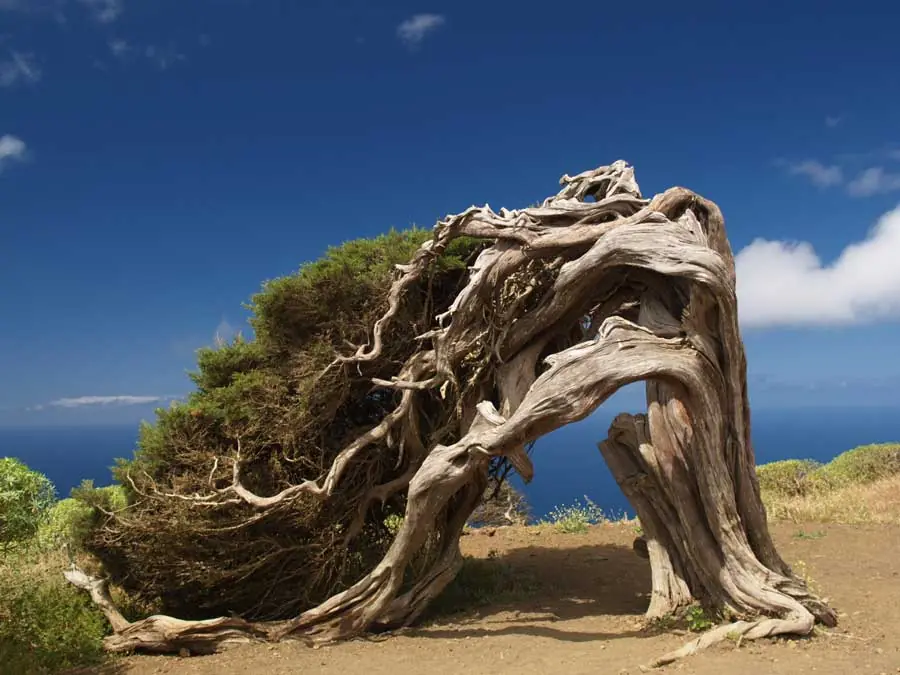 islas afortunadas