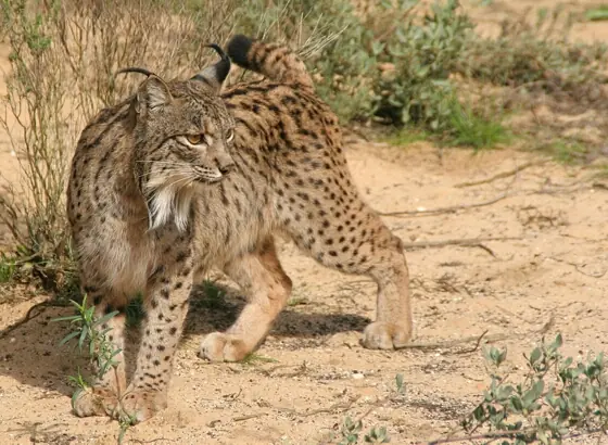 Lince ibérico en peligro de extinción
