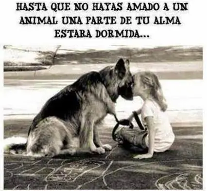 amor