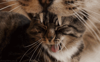 lince lince