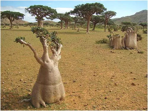 medio ambiente