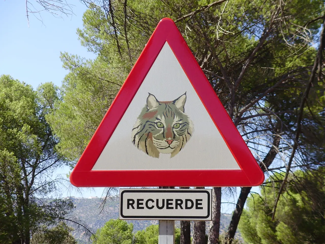 Lince Iberico