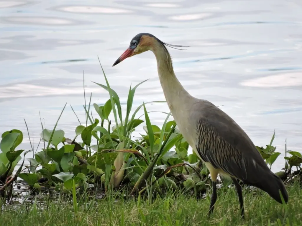 aves