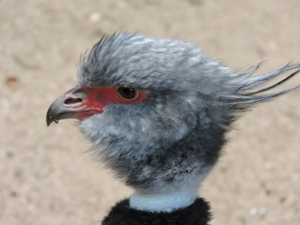 aves