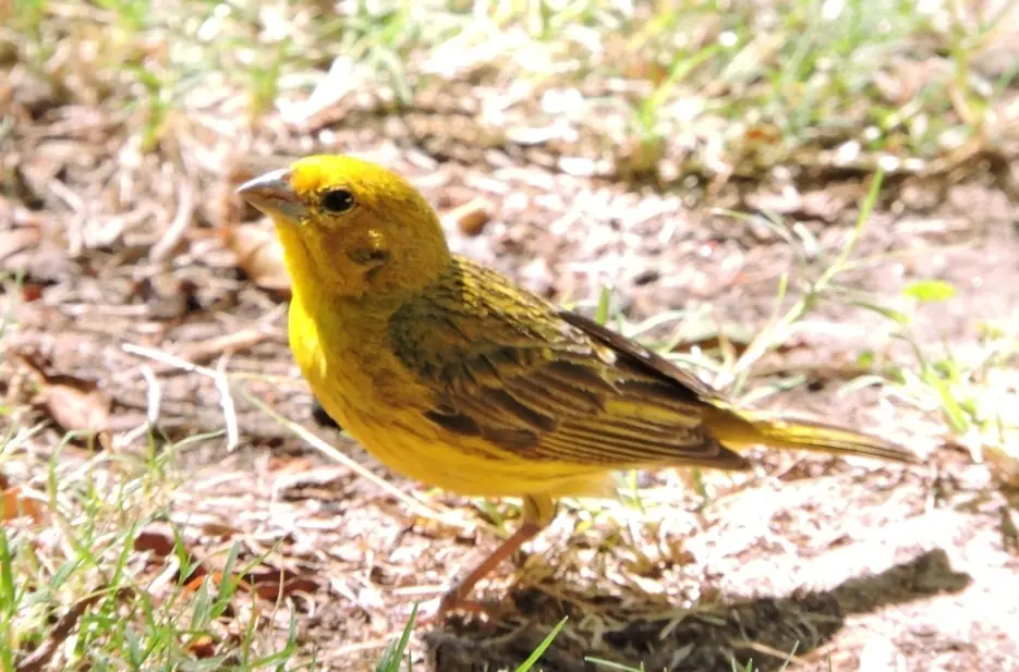aves
