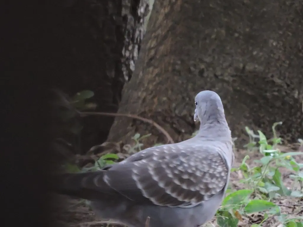 aves