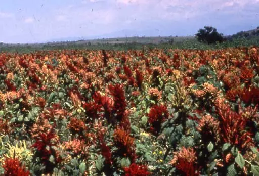 La naturaleza contraataca: amaranto inca devora transgénico