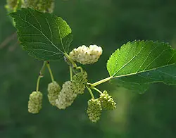 natural