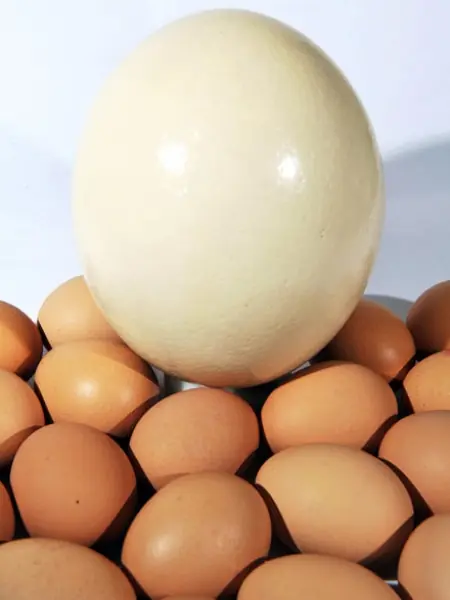 80 curiosidades sobre alimentos y bebidas que no sabés