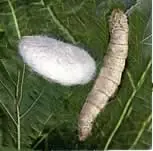 obtención de seda natural