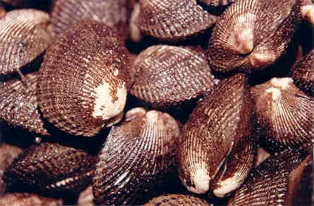 caracolas