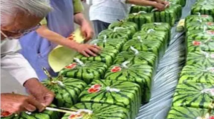 alimentos
