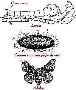 Como