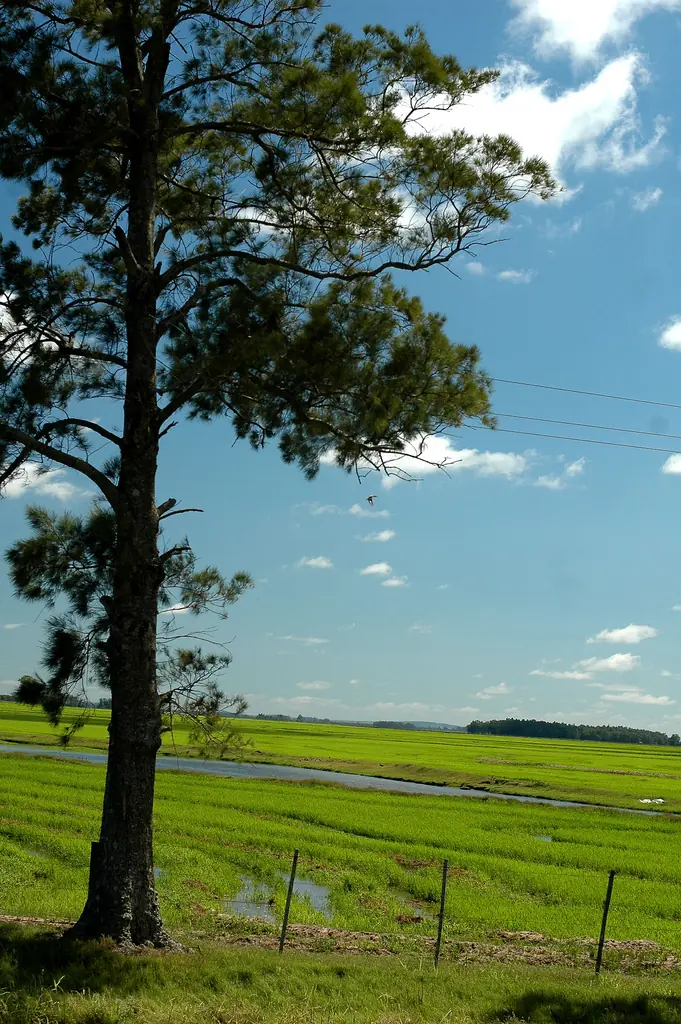 Te muestro paisajes de Uruguay, veni ponete el cinturon