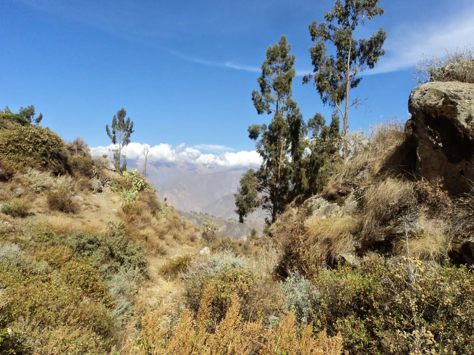 Treking en el Cañon de colca, 2 dias 1 noche.