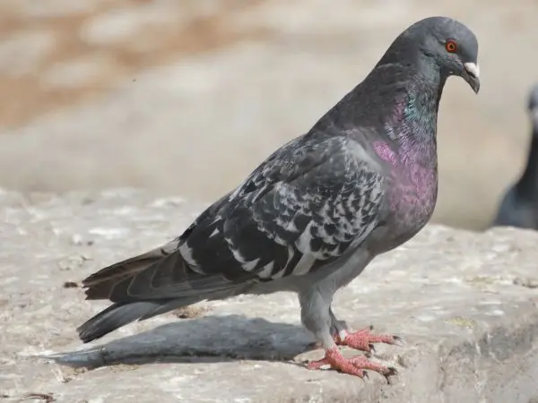 Palomas