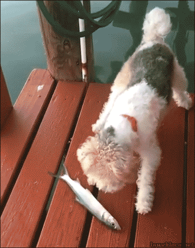 Gifs