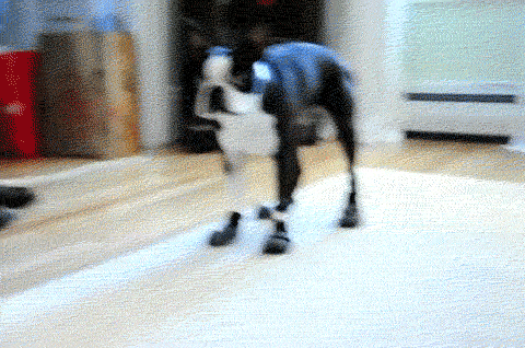 Gifs