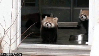 gif graciosos
