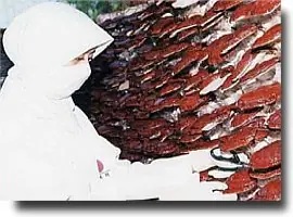 ganoderma