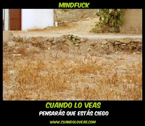 Muchas Imágenes para Reír
