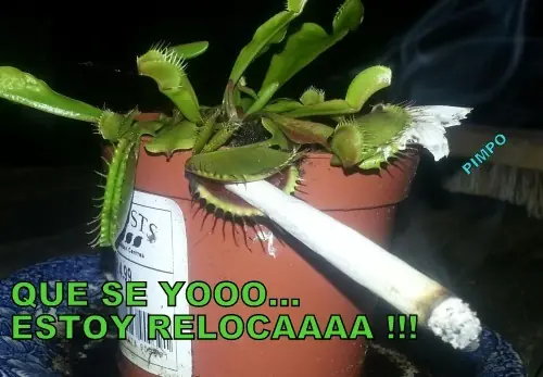 risas