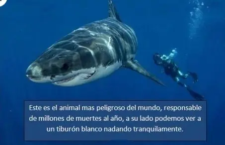 gracioso