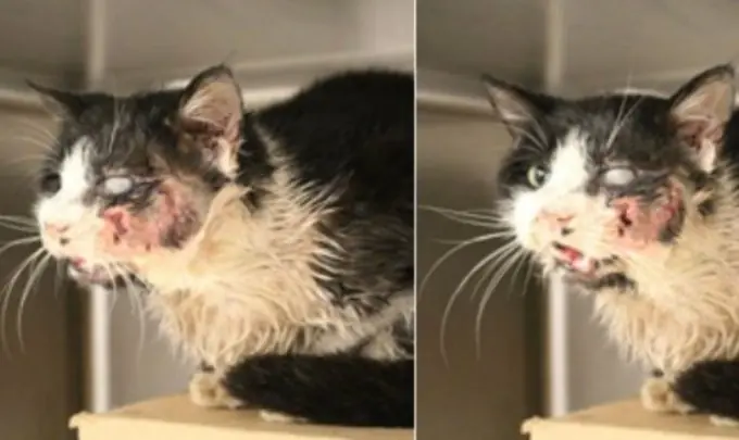 Gato "zombie" aterró a todos