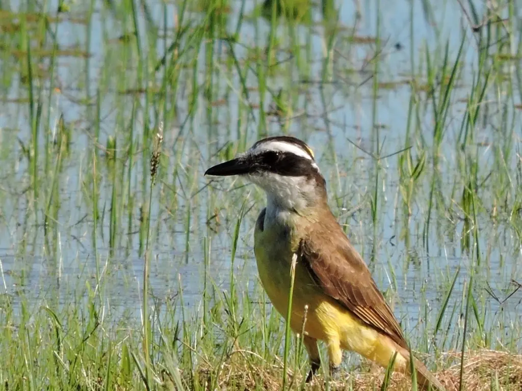 aves