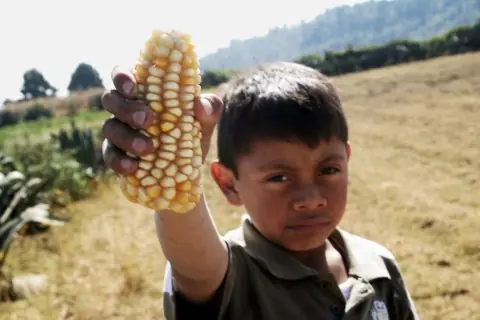 Masacre del maíz mexicano, Monsanto, DuPont y Dow