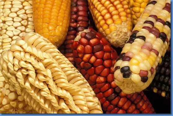 monsanto
