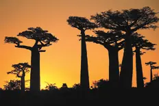 madagascar